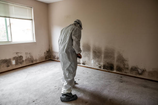 Best Biohazard Mold Removal  in Bridgeport, PA